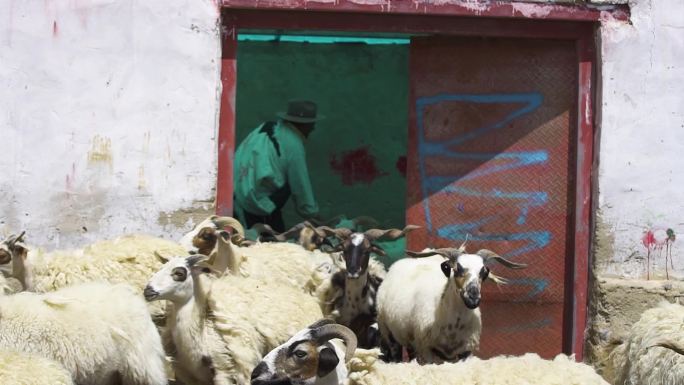 自养 羊农牧民 牧民的羊 羊群 养殖场