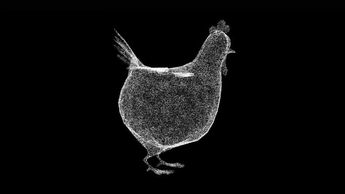 3D有趣的鸡母鸡旋转黑色bg。诙谐幽默的概念。鸡肉产品的广告。自然和动物的概念。用于标题，文本，演示