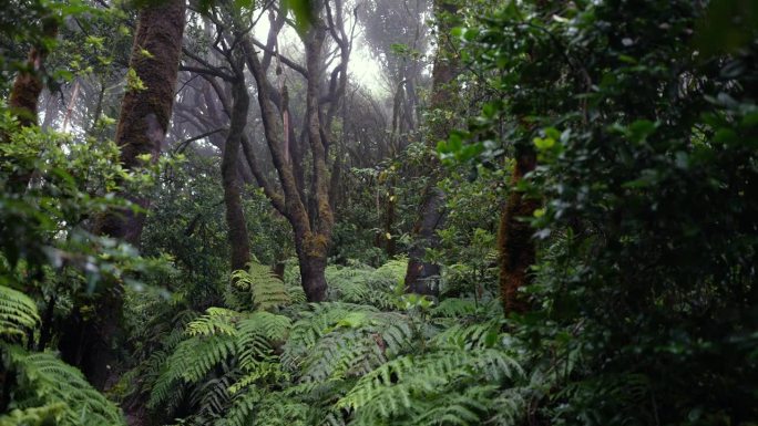 联合国教科文组织特内里费岛生物圈保护区阿纳加月桂林的生物多样性