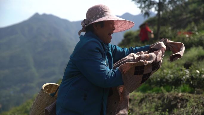 老人戴斗笠采茶茶叶茶山采茶人