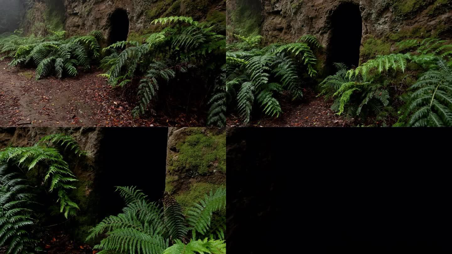 钻进森林里黑暗的洞穴