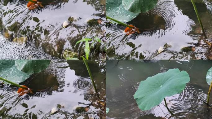 风景视频小溪流下雨雨打荷叶