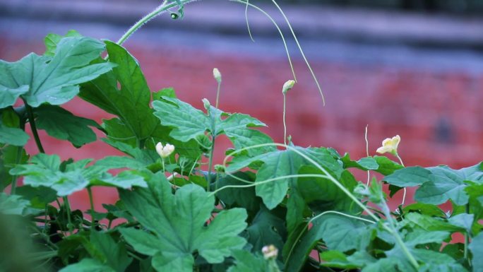 苦瓜花 小黄花 4