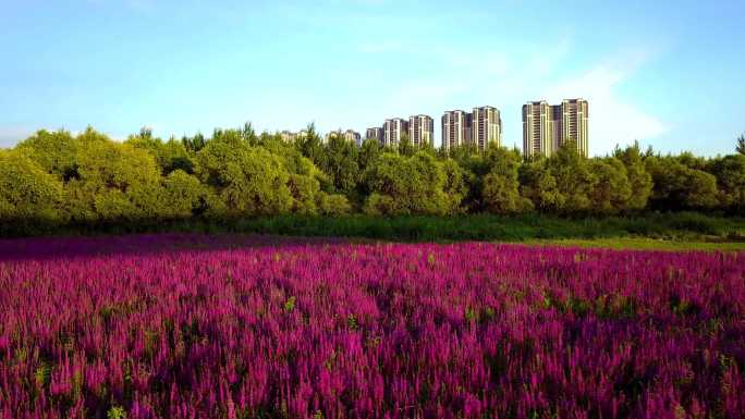 航拍城市花海