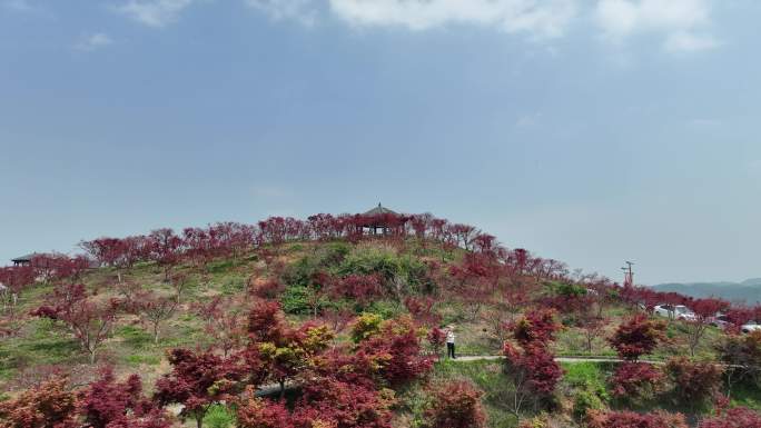 重庆市巴南区南湖多彩植物园