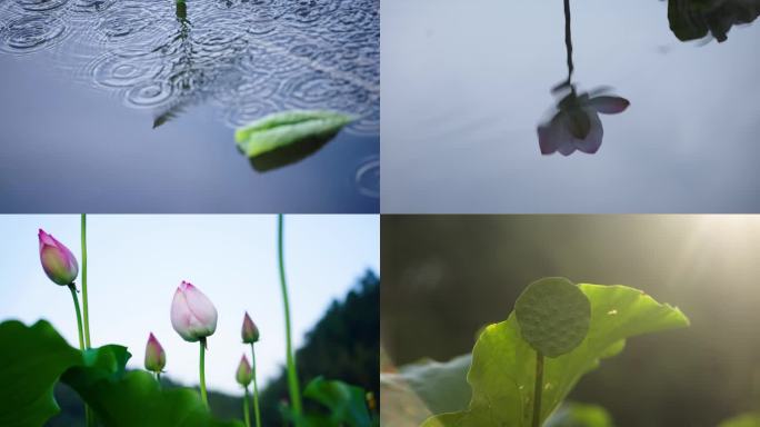 4K荷花池倒映荷叶莲蓬莲花莲叶雨点