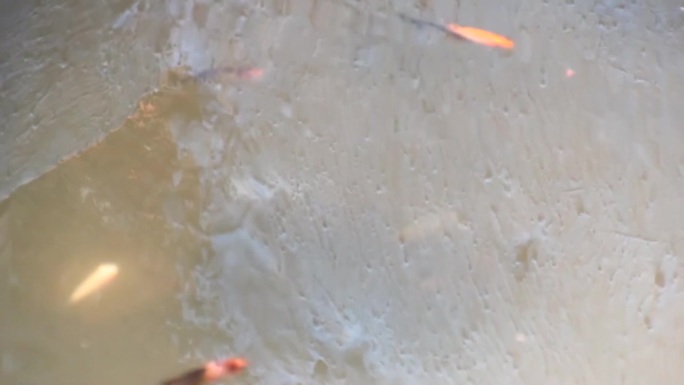 在池塘里拍摄的黑色和棕色的mollie鱼以及一些红色的剑尾鱼。高清视频。