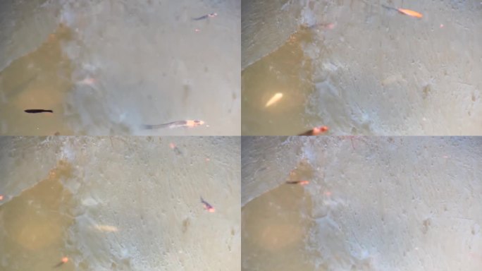 在池塘里拍摄的黑色和棕色的mollie鱼以及一些红色的剑尾鱼。高清视频。