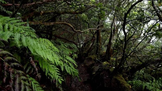 特内里费岛阿纳加月桂林植被的生物多样性