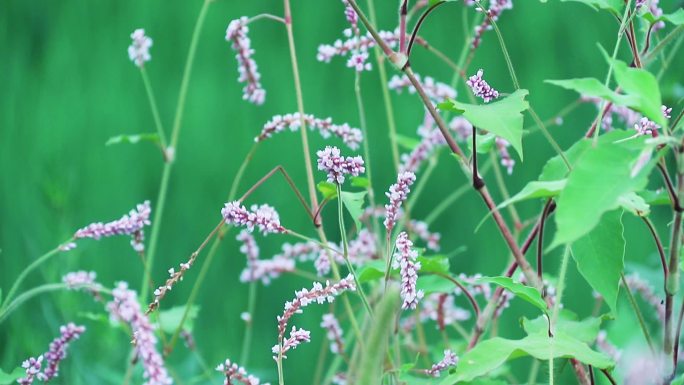 辣蓼草 蓼子草 斑蕉草 梨同草 辣蓼花7