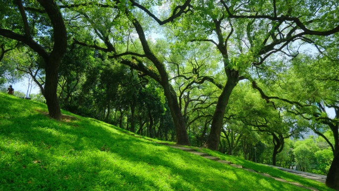 山坡草地树林  绿野仙踪