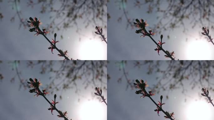 初春的红枫上的第一片叶子，第一片叶子