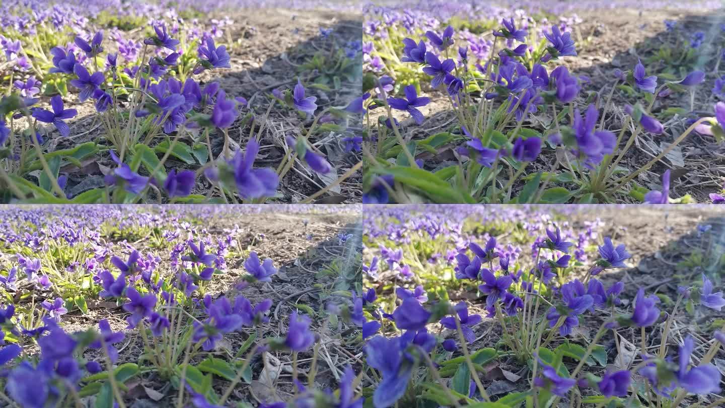 紫花地丁 (1)