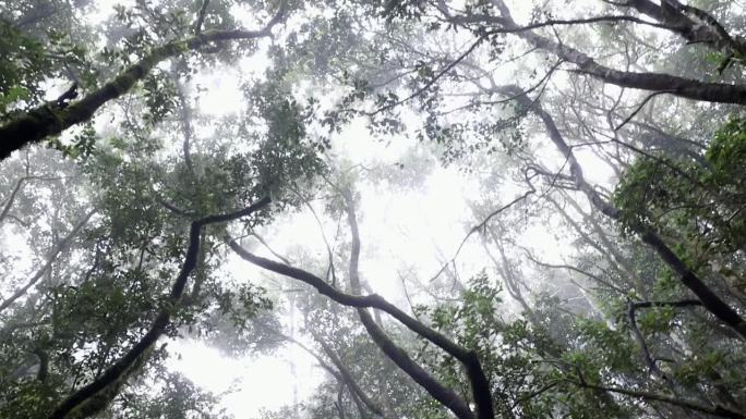 阿纳加森林生态系统，联合国教科文组织特内里费岛生物圈保护区