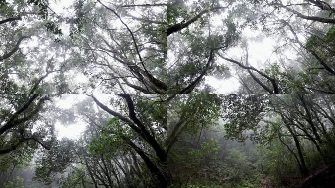 阿纳加森林生态系统，联合国教科文组织特内里费岛生物圈保护区