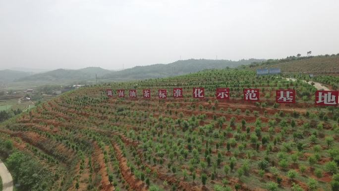 湖南油茶标准示范基地茶油茶山基地