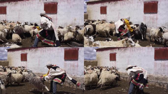 羊养殖 羊产业 羊圈 羊舍 饲