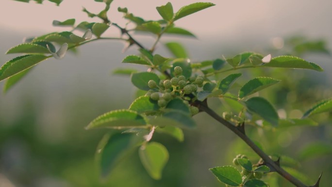 中国花椒树乡村振兴助农产品农作物