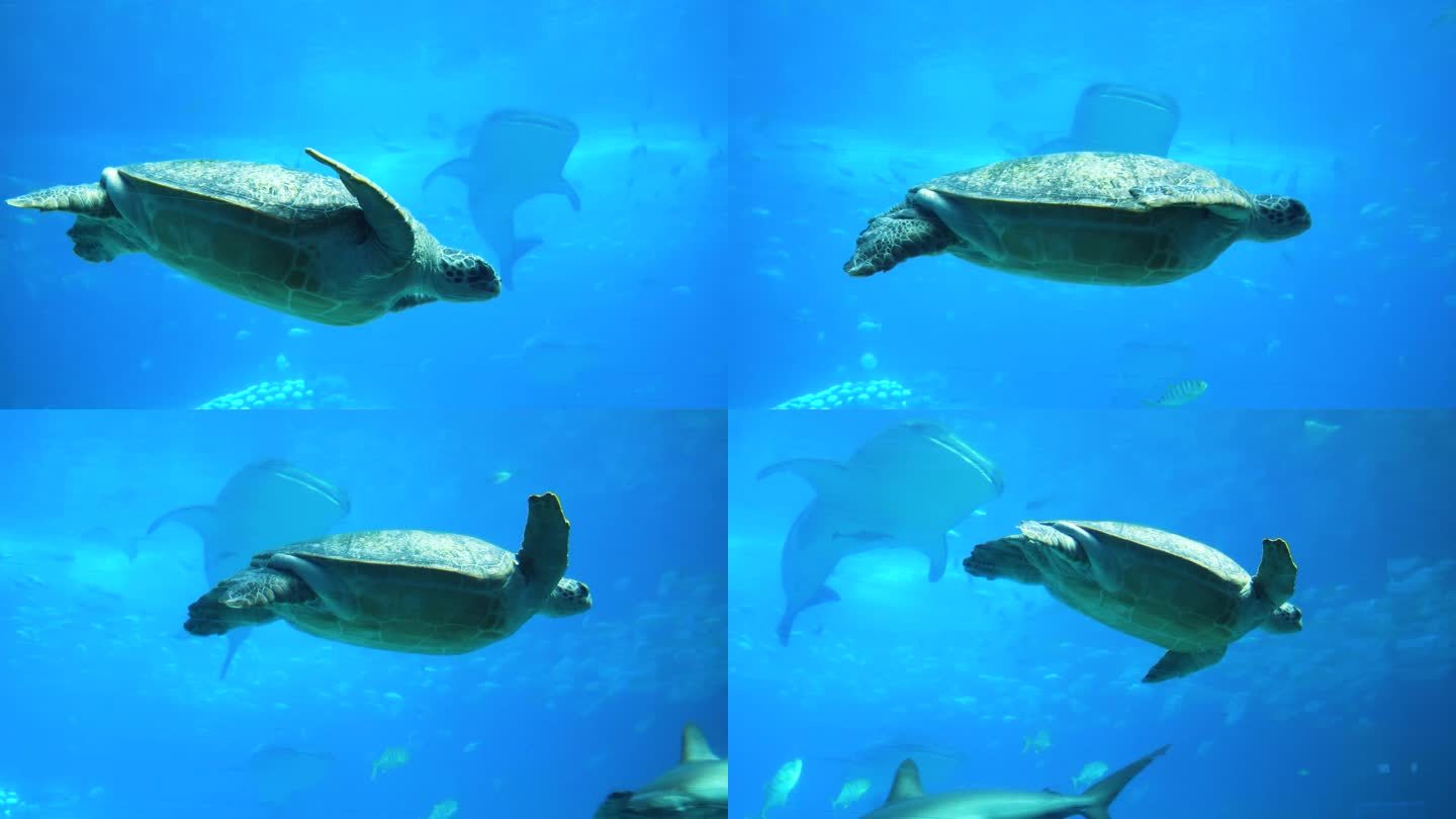 海洋馆的海龟