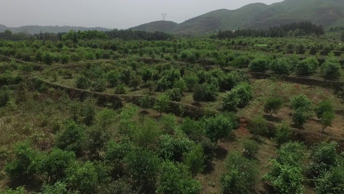 湖南油茶标准示范基地茶油茶山基地