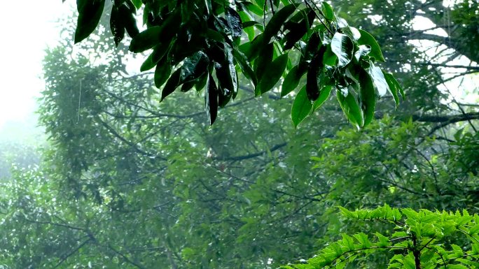 云南千家寨原始森林雨景