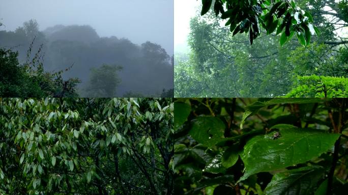云南千家寨原始森林雨景