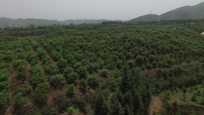 湖南油茶标准示范基地茶油茶山基地