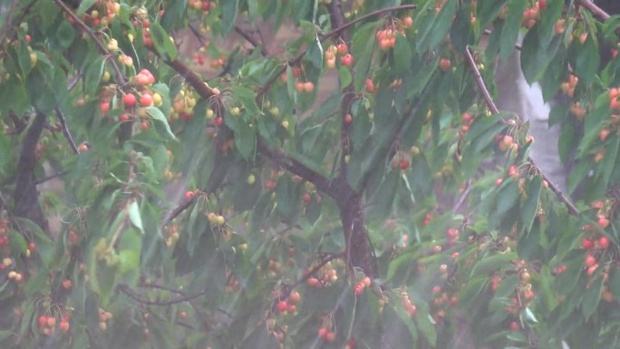 大雨下在花园里的樱桃树枝