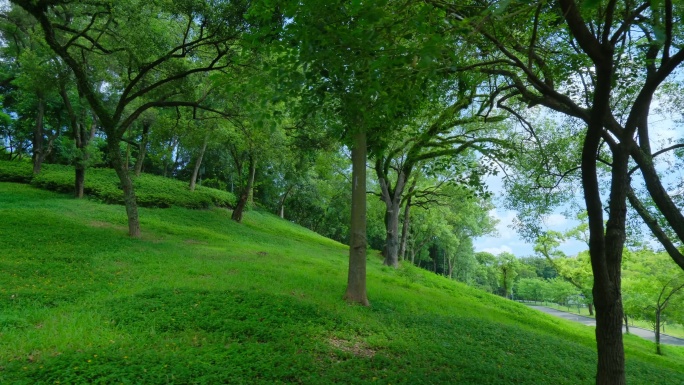 山坡草地树林