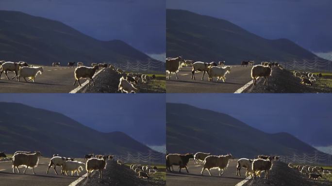 西域风情 高原风光 放羊人 牧羊人 羊群