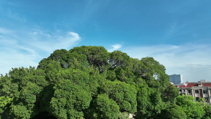 树林蓝天白云森林天空榕树苍天大树古榕树王