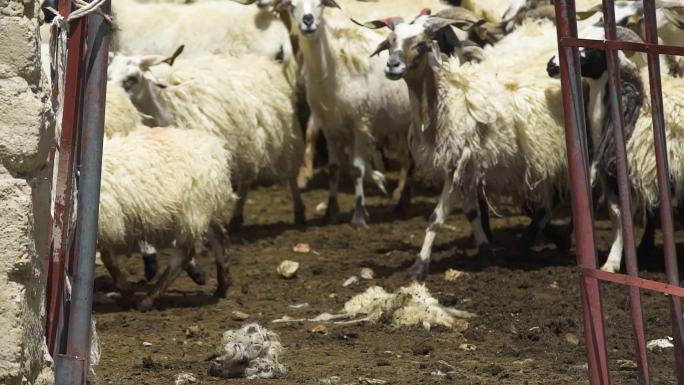 牛羊交易市场 畜牧业 牛羊养殖 育肥羊