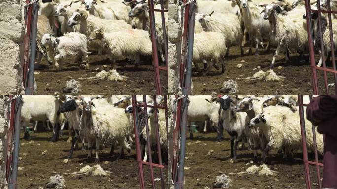 牛羊交易市场 畜牧业 牛羊养殖 育肥羊