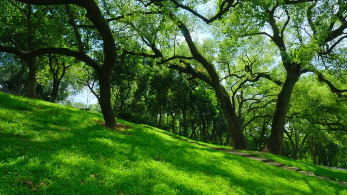 山坡草地树林  绿野仙踪