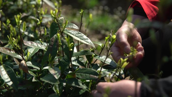 老人采茶茶叶茶山采茶人