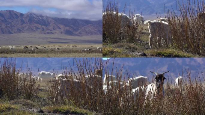 B新疆北疆草场羊群放牧