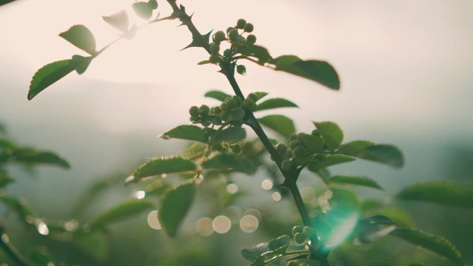 中国花椒树花椒种植辣椒配料植物农产品