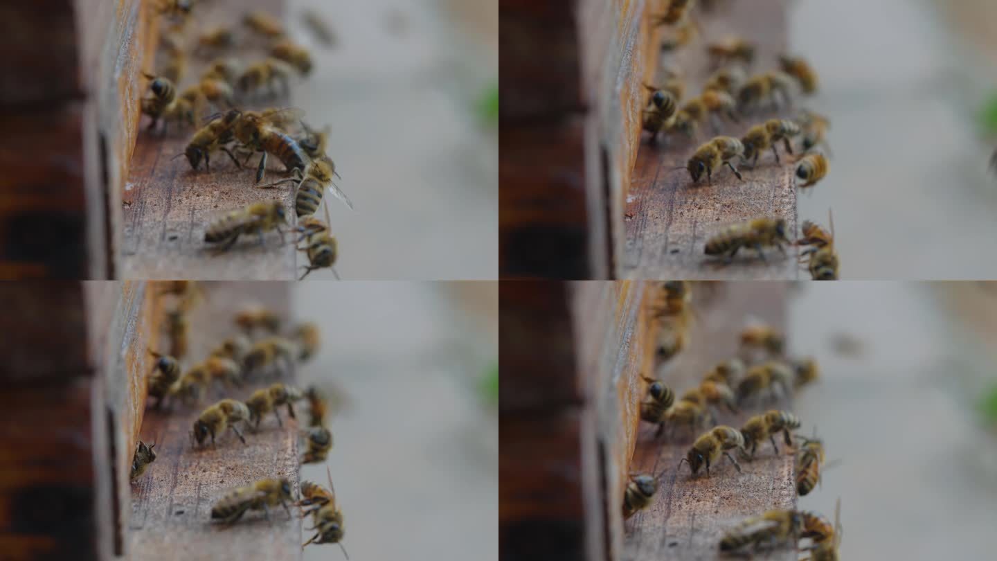 蜜蜂在蜂巢前蜜蜂在蜂巢前