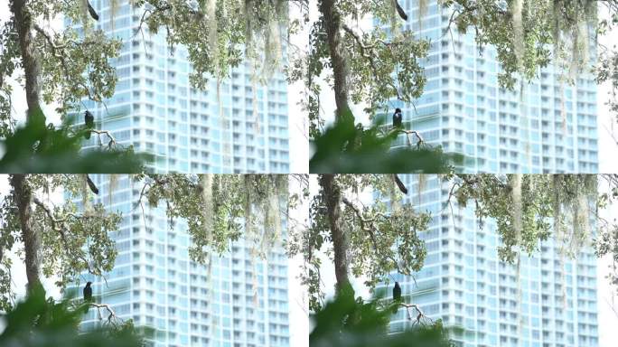 在佛罗里达州奥兰多市中心的树枝上的黑鸟的视频