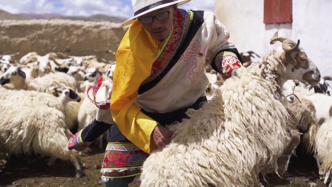 羊圈 小羊羔 草原 肉羊 交易 市场