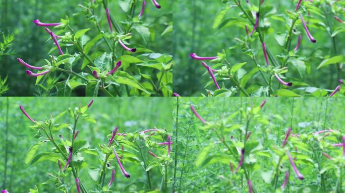 紫茉莉、胭脂花、粉豆花 野丁香 小红花3