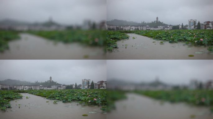 荷雨花香