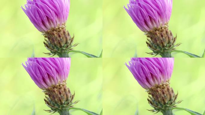 玫瑰蓟plumista，芽粉红色的花微距视频为背景，花的背景，花