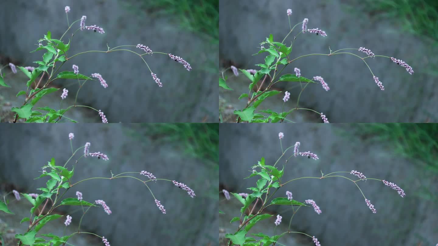 辣蓼草 蓼子草 斑蕉草 梨同草 辣蓼花