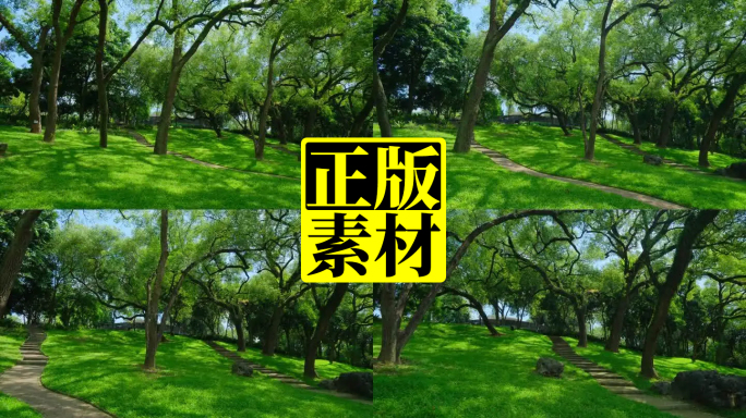 山坡草地树林  绿野仙踪