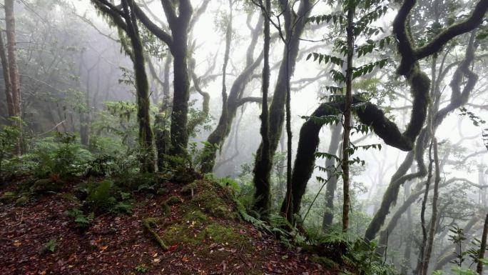 特内里费岛阿纳加月桂林生态系统的生物多样性