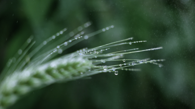 芒种小满麦穗雨水二十四节气