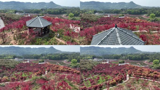 重庆市巴南区南湖多彩植物园