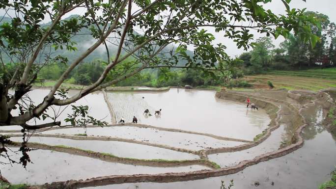 牛犁田耕地插秧种水稻农忙时节乡村美景