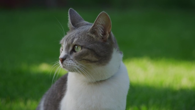 一只家猫在外面的绿草坪上动耳朵的特写